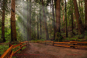 Muir Woods wedding venue, redwood trees and path