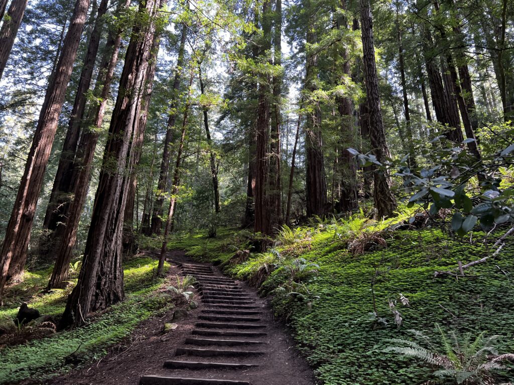 Muir Woods Wedding Venue